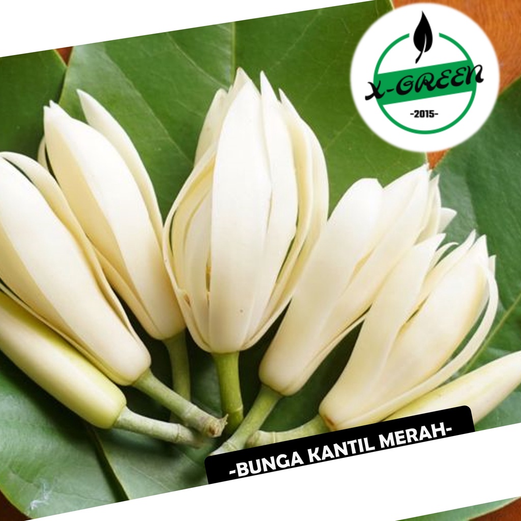 Pohon Bunga Kantil  Putih - (X-Green)