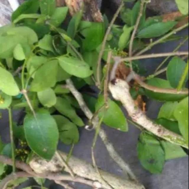 

Benalu Daun Kelor Pres 500 gram