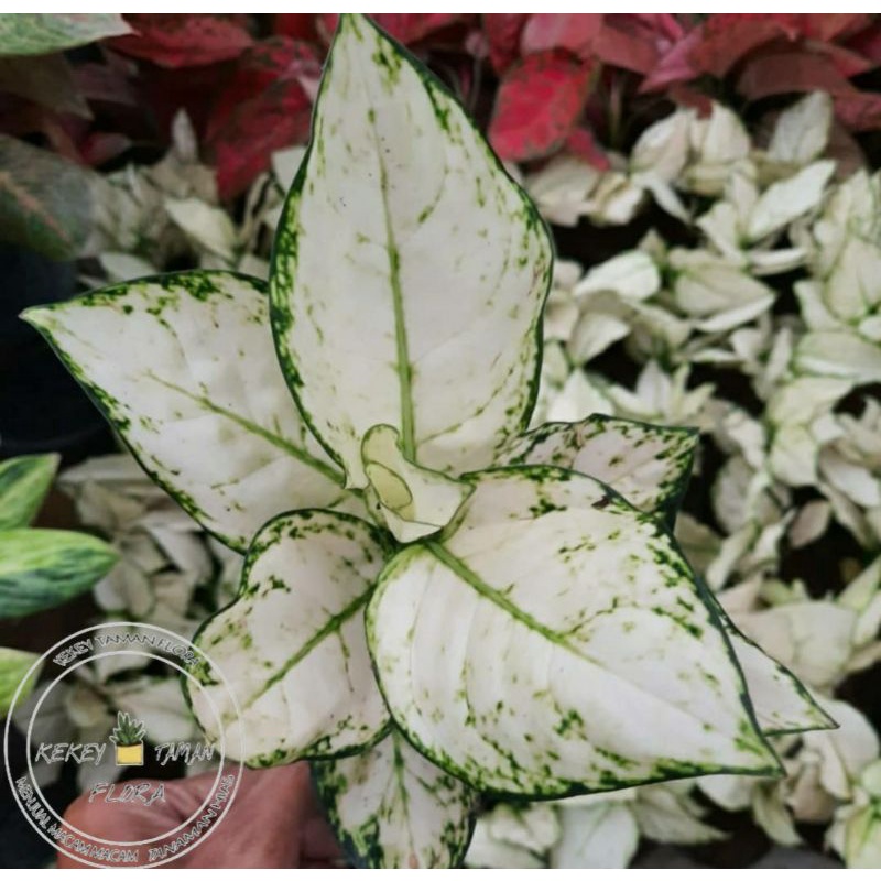 Tanaman Hias Aglonema Super White - Aglonema Super White - Bunga Aglonema