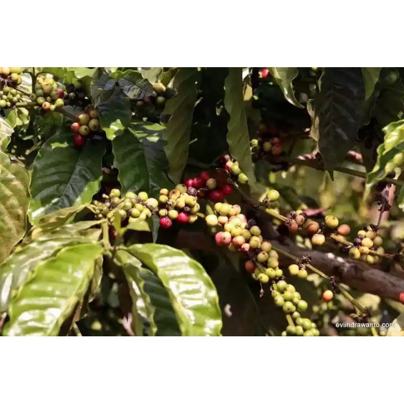 

Ulubelu Coffee, Cita rasa Kopi Robusta Ulubelu Lembut dan Nendang
