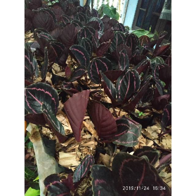 Tanaman Hias Calathea Black Lipstikc