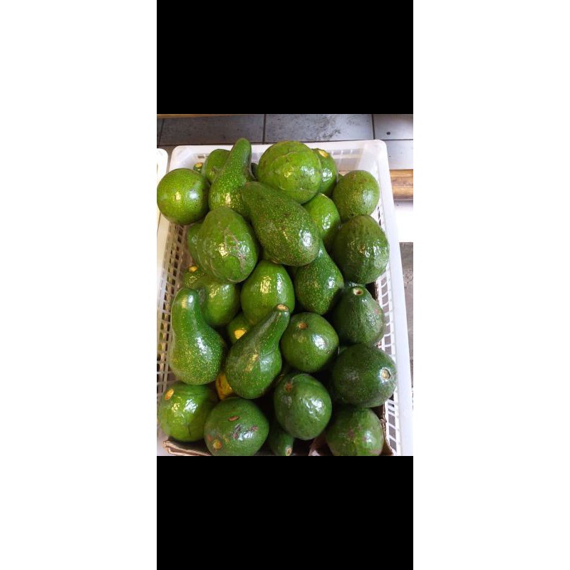 

AVOCADO QQ // ALPUKAT MENTEGA // ALPUKET 1KG ISI 4-5