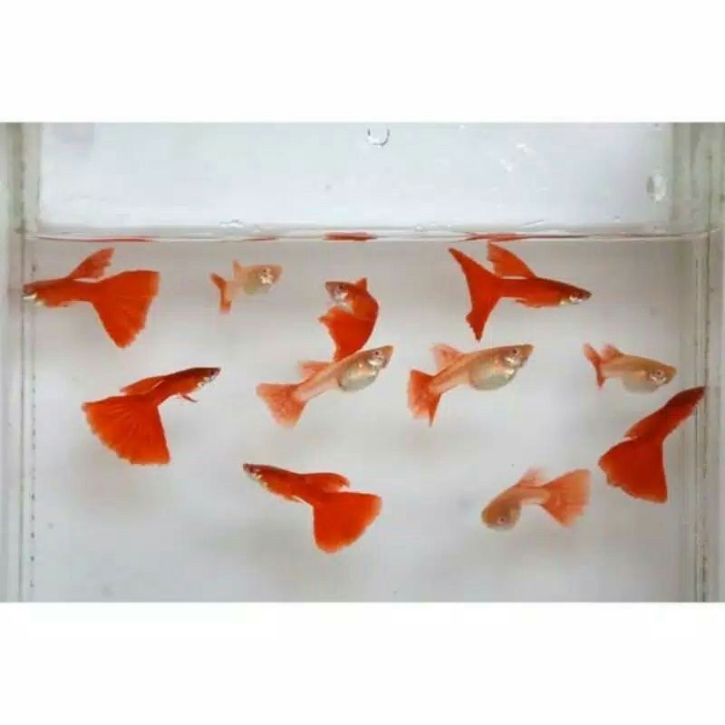 ikan guppy AFR jantan&betina