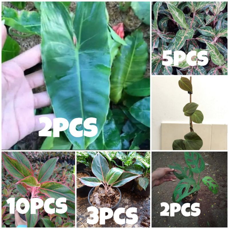 Tanaman Hias paket 6 Philo brekele micans aglo lipstik flaminggo janbol butterfly / pandalovers