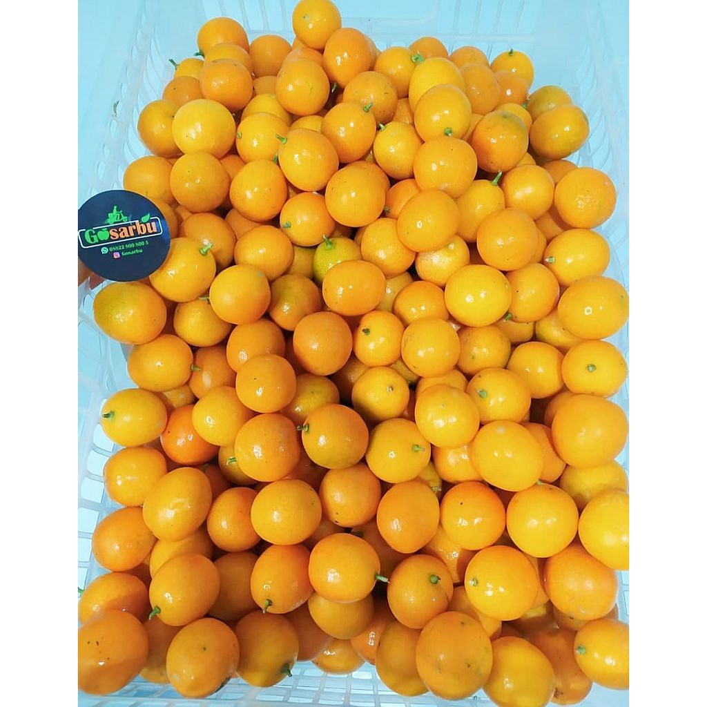 Jual Jeruk Kimkit Indonesia|Shopee Indonesia