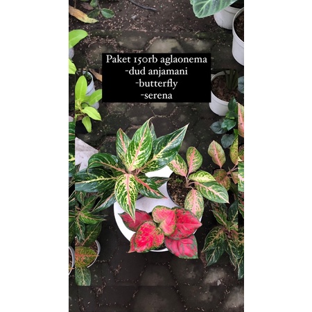 paket 150rb aglaonema dud anjamani butterfly serena