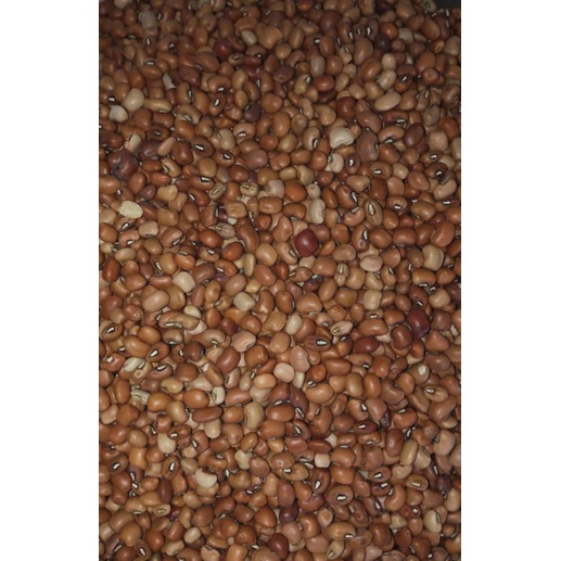 

Kacang Tolo 250gr