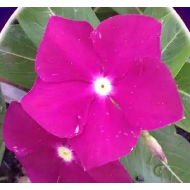 Jual Benih Bibit Bunga Vinca Gantung