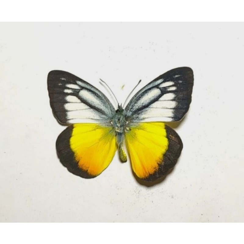 AWETAN KUPU KUPU C. IUDITH