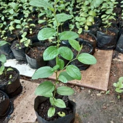 tanaman bidara arab - pohon bidara arab - tanaman herbal bidara - bidara