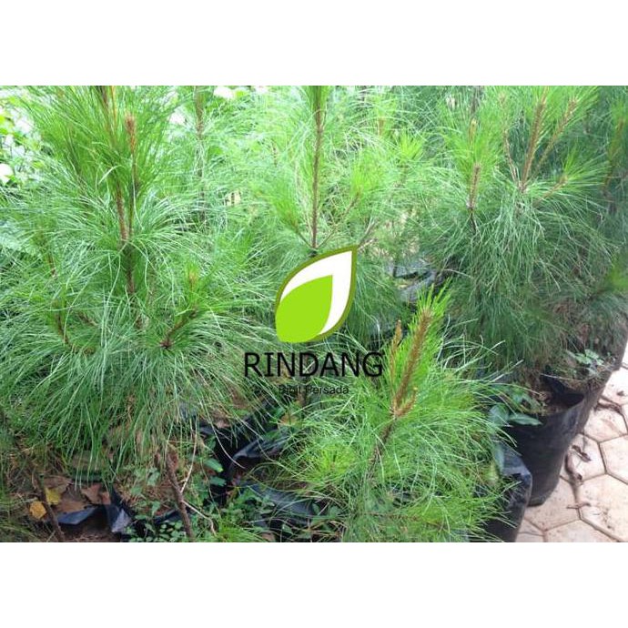 BIBIT PINUS | BIBIT PINUS HIAS | TANAMAN HIAS PINUS SUPER SELLER