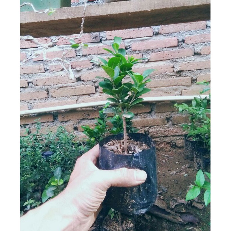 FICUS COMPACTA