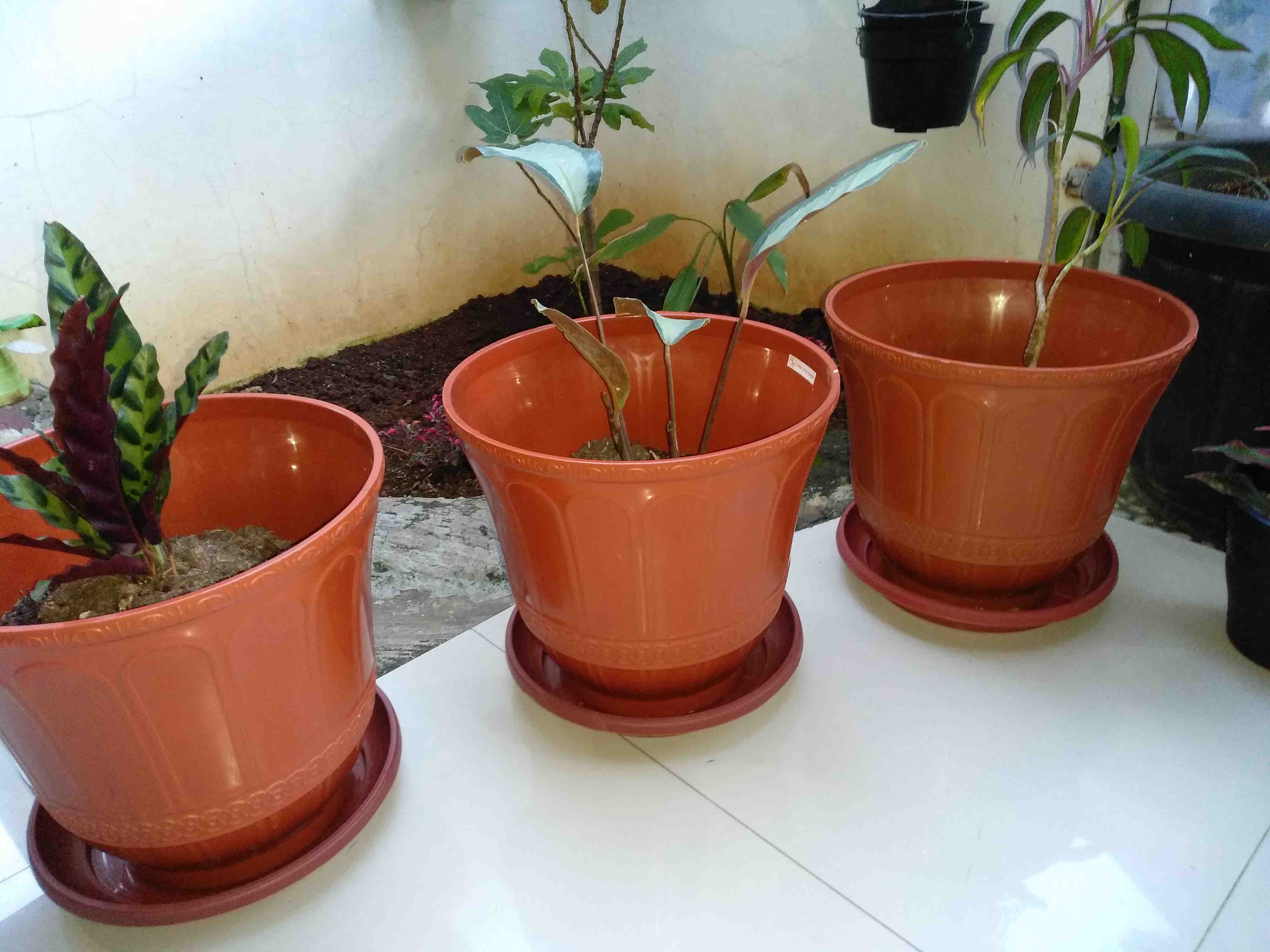 Tanaman Hias Kerokor Merah / Bibit Krokot Merah