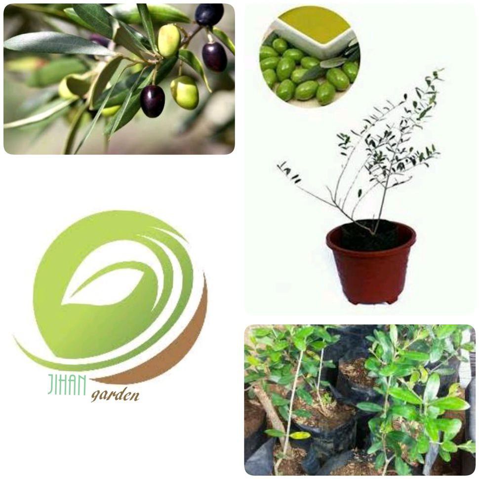 Terbaik Bibit Tanaman Zaitun Black Mission-Pohon Zaitun-Buah Zaitun *_$