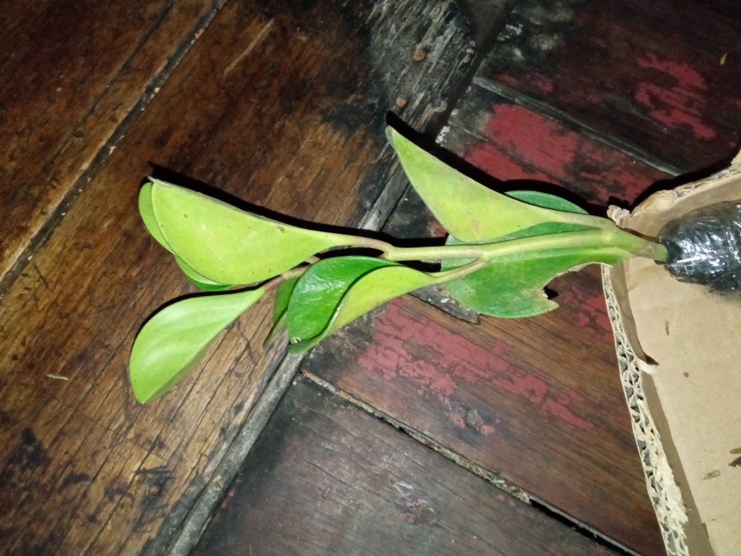 Paket 2 Tanaman Hias Peperomia Hijau Dan Variegata