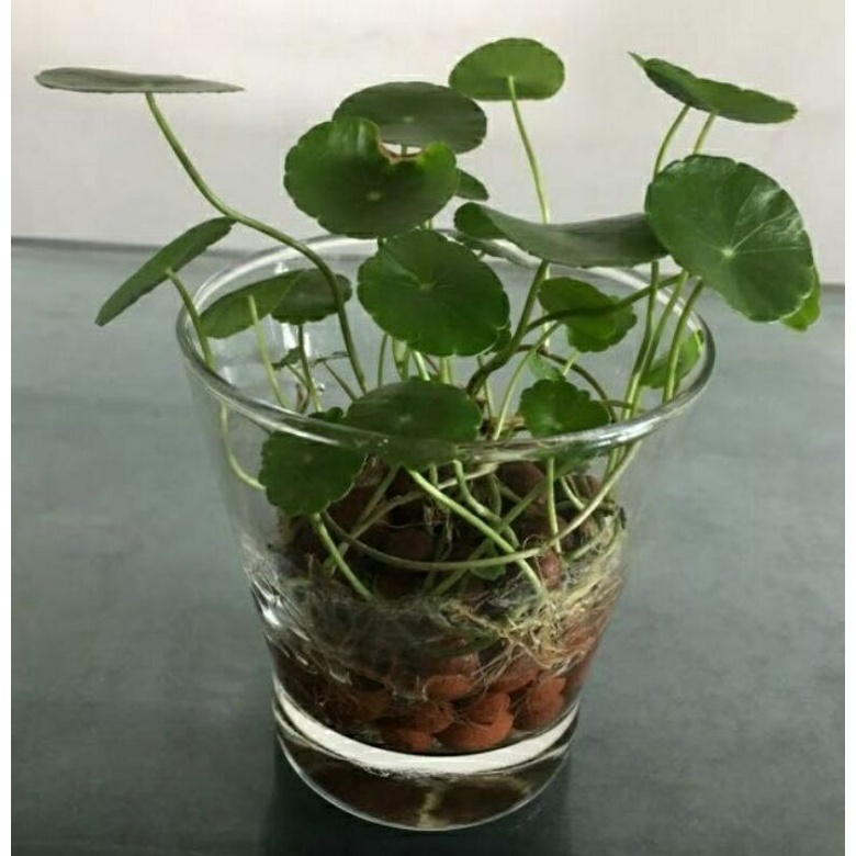 tanaman air pegagan tanaman hias