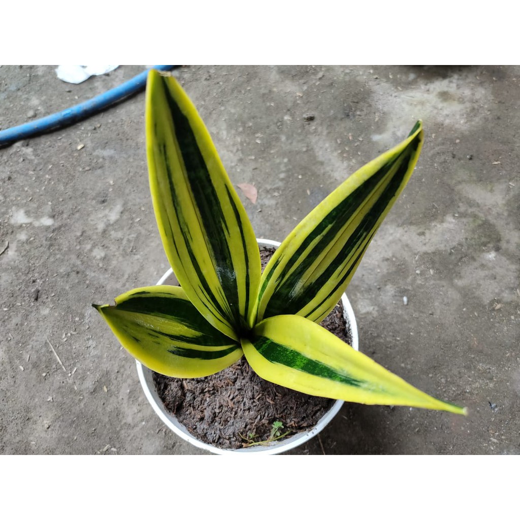 Sansevieria Sansivera Lidah Mertua superba golden flame mini Kuda Tanaman Hias Royal Garden