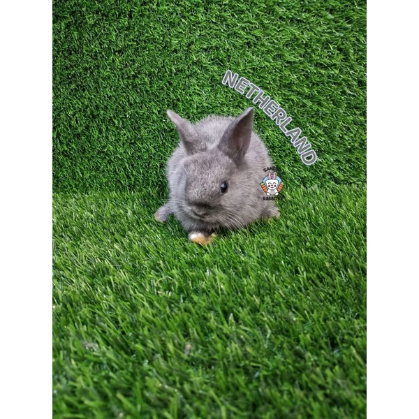 kelinci hias murah surabaya netherland dwarf-kelinci hias anakan ND good quality FREE PELET1
