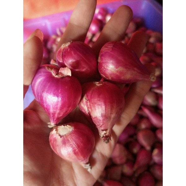 

Bawang Merah Super