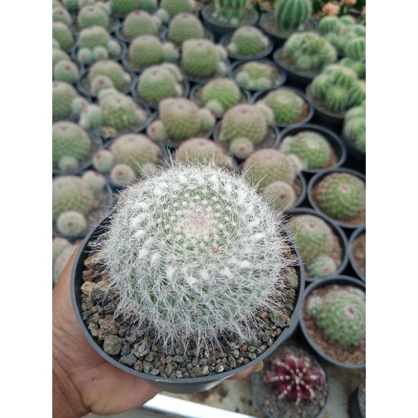 kaktus Mamil woodsii ownroot