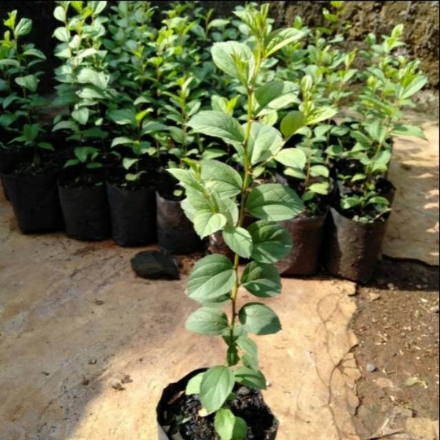 Bibit Pohon Bidara Arab-Tanaman Bidara Arab