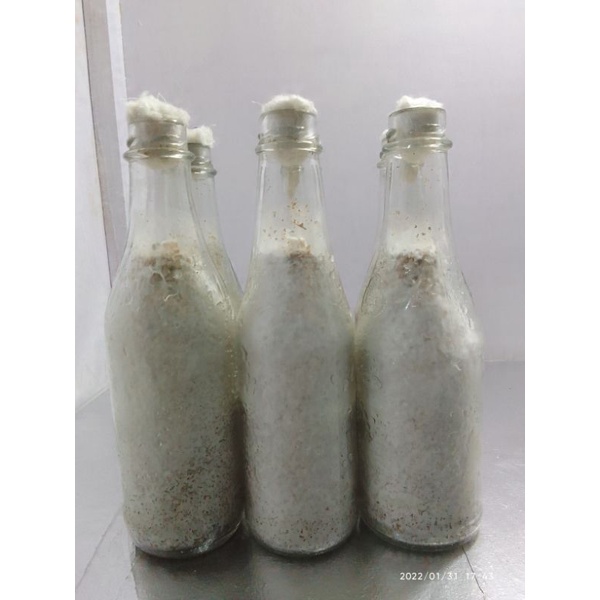Bibit F1 jamur tiram coklat