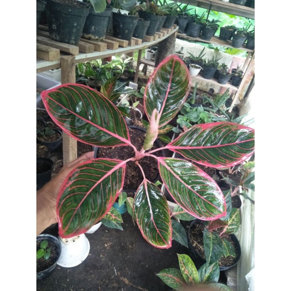 Aglaonema Kanza sesuai foto