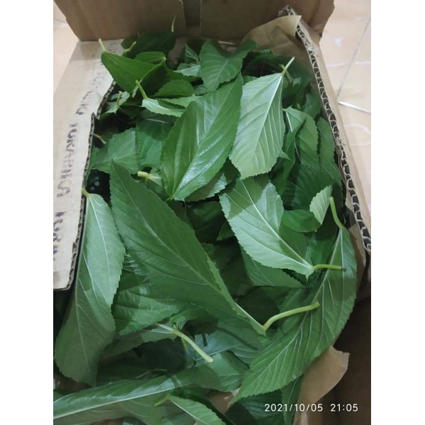 

daun mulukhiya, molokhia bayam mesir