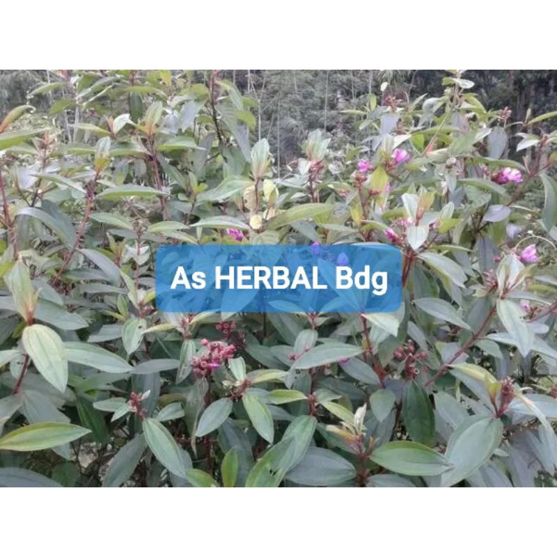 

Daun Senduduk atau Senggani Segar 500 gram-az