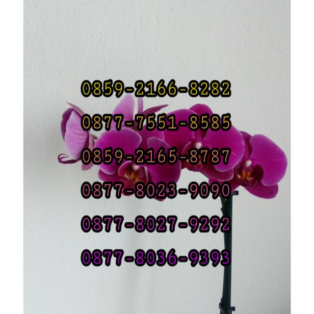 No cantik Xl abab