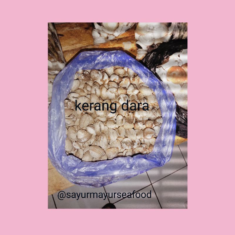 

kerang dara