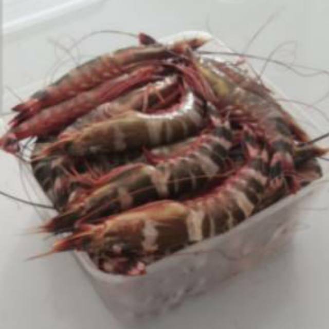 Udang Windu Tiger Frozen ±1kg