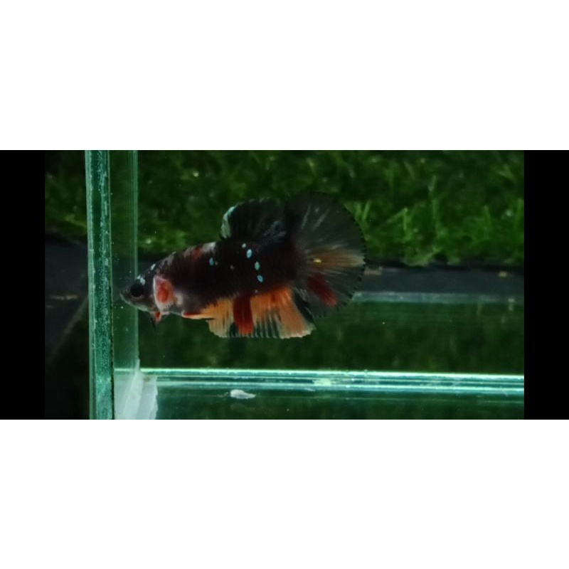 Avatar Nemo Coper