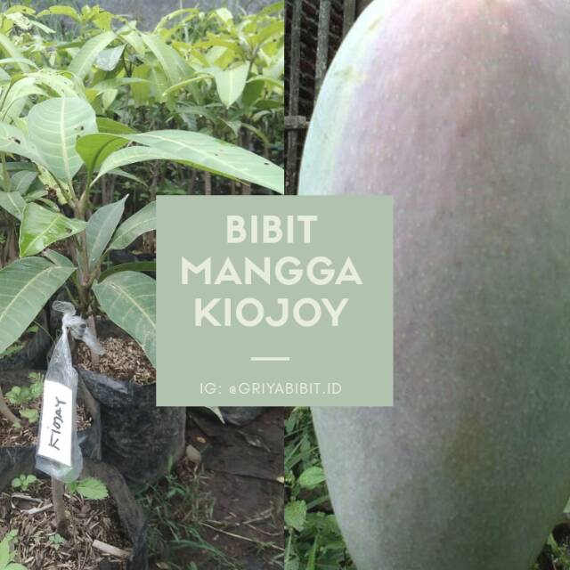 Bibit mangga kiojay, mangga kiojay premium