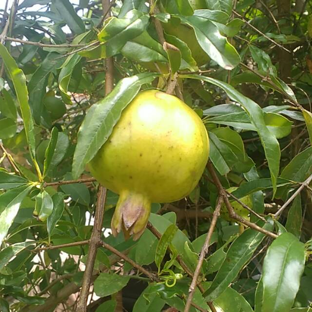 

Buah delima putih berat 1 kg