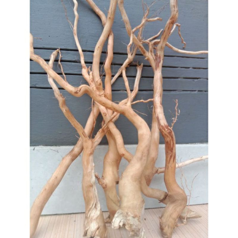 

Akar kayu senggani kupas