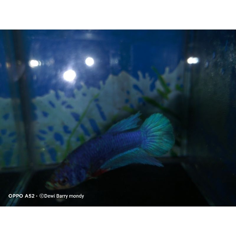 Ikan cupang bahan Avatar