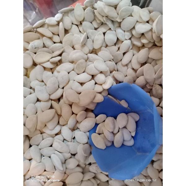 

Kwaci Putih Berat - 100 Gram Khas Cirebon