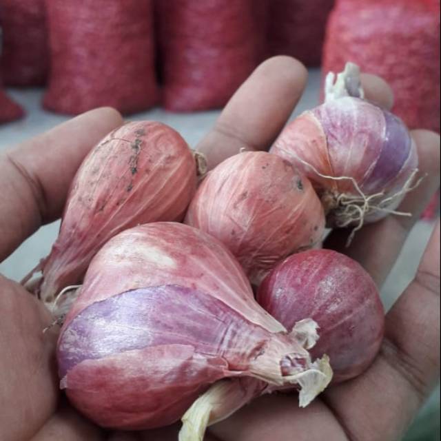 

Bawang Merah Super