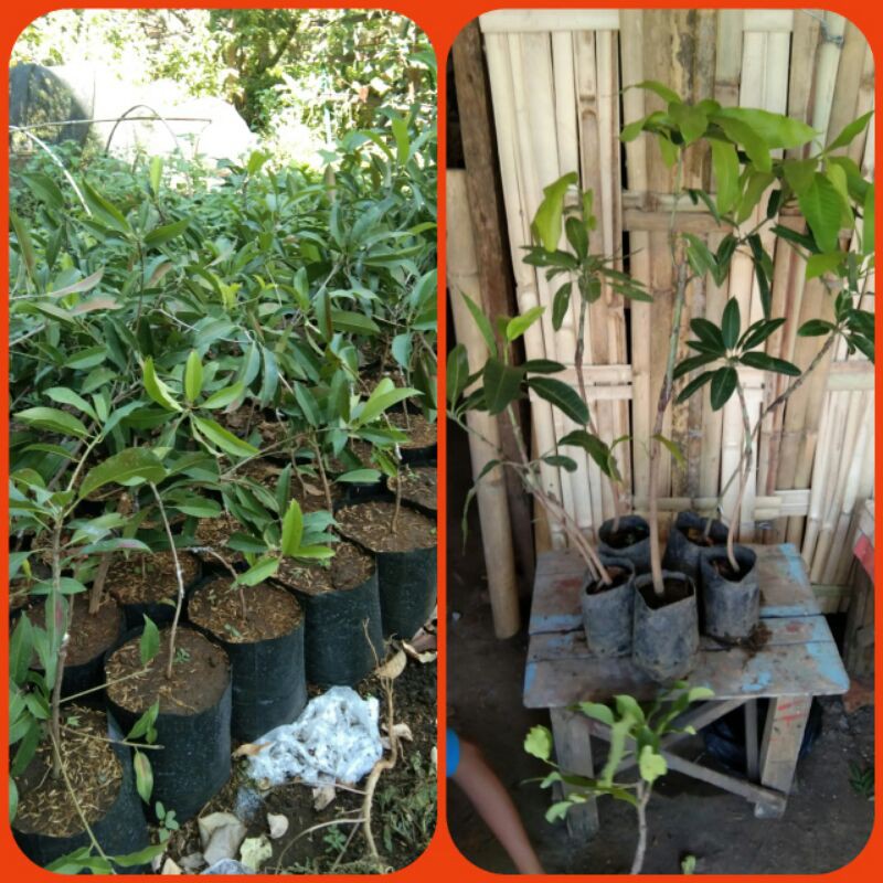 BIBIT MANGGA MANALAGI PROBOLINGGO (Okulasi)