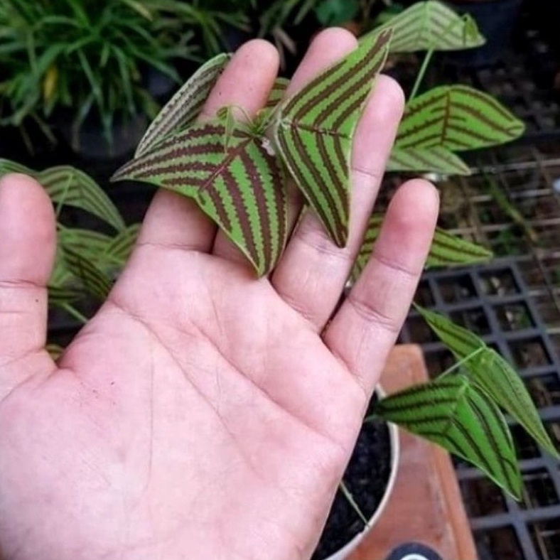 ( BISA COD ) PROMO Bunga Hias Kupu-Kupu Batik Oxalis / Tanaman Hias Hidup Kupu-Kupu Batik Merah