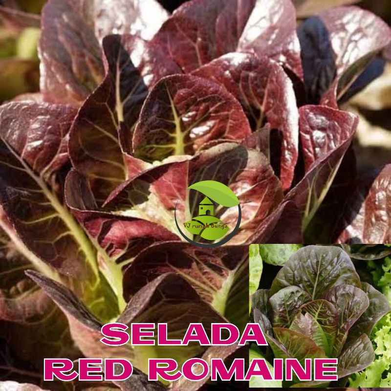 Benih Sayur Selada Bibit Selada Lettuce Benih Letuce