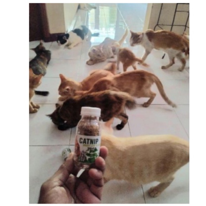 CATNIP BOTOL - Daun Akar CATNIP Makanan Mainan Kucing Catmint Bikin Kucing Fly Obat Stress Kucing