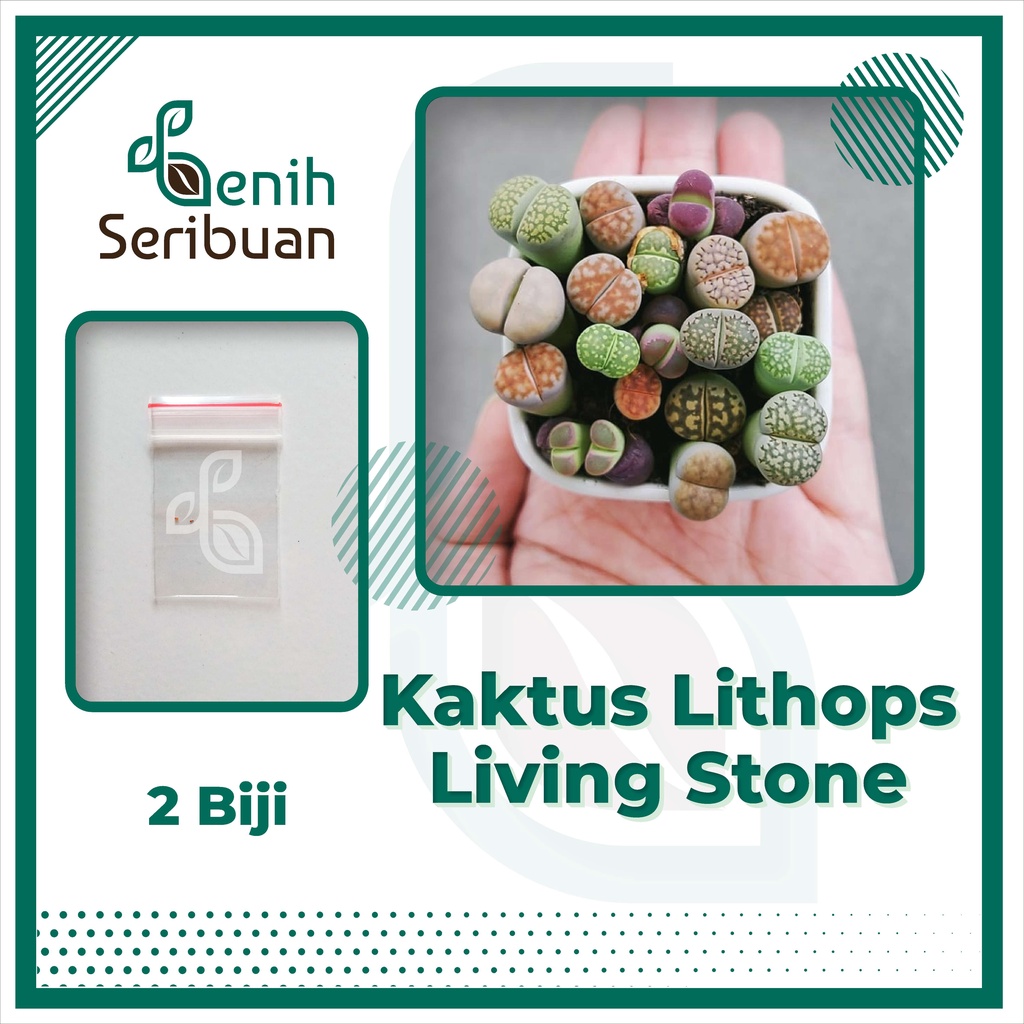 2 Benih Kaktus Sukulen Mini Lithops Mix Bibit Bunga Living Stone Tanaman Hias si Batu Hidup Import