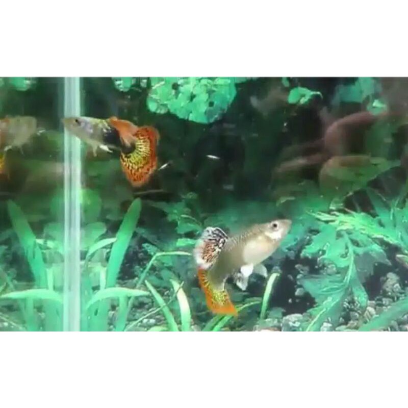 Ikan Hias Guppy Cobra/pasangan
