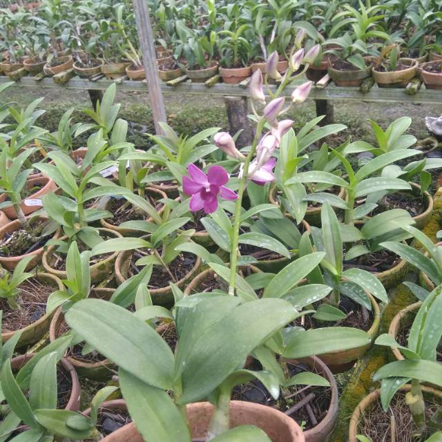 Anggrek Dendrobium Mini
