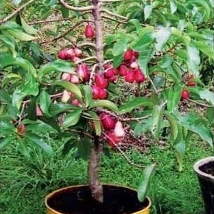 Biji Benih Bonsai Buah Jambu Bol Merah Slim