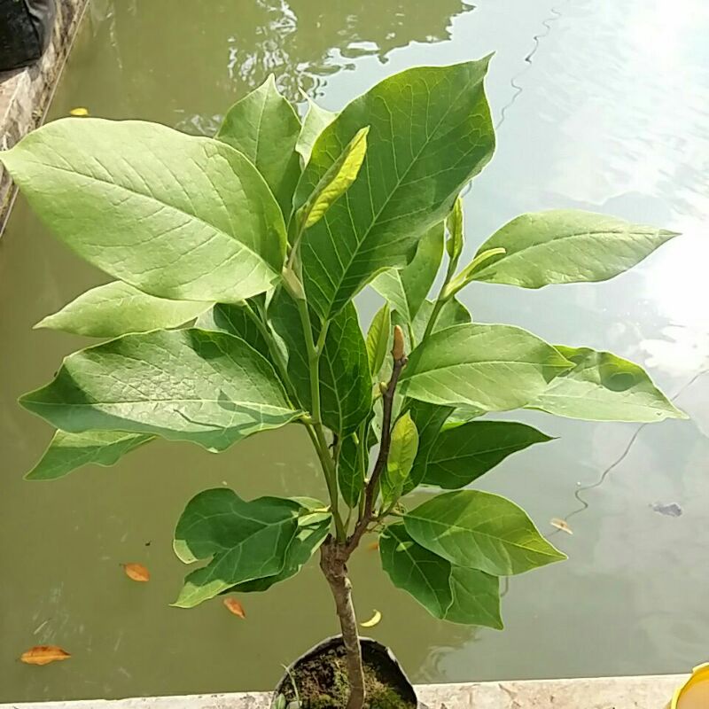 Valid Cempaka Ungu/Kantil Bunga Ungu