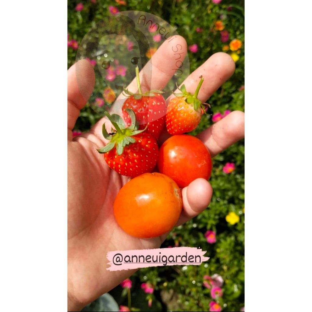 10 Seeds - Tomat Cherry Bibit Benih Biji Sayur Known You Seed - SR0084