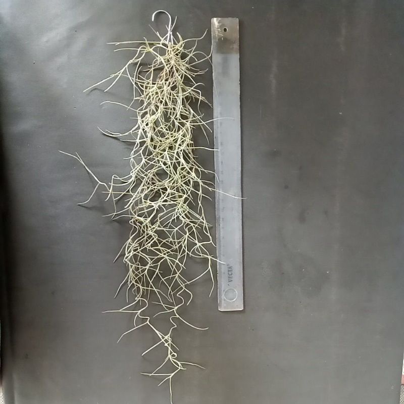 Jenggot nabi, tillandsia, jenggot musa, spanish moss